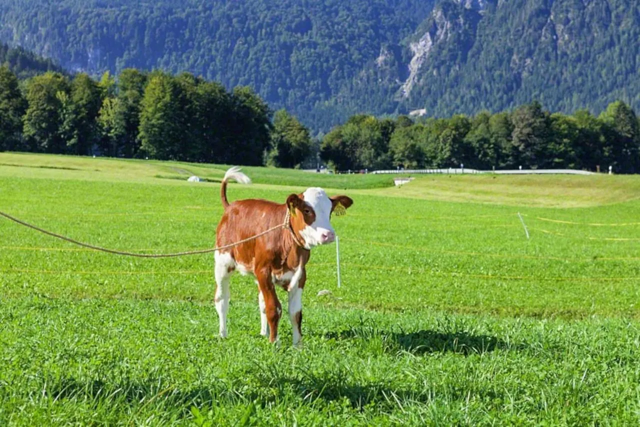 Bauernhof Villa Triembachhof Schönau am Königssee Deutschland